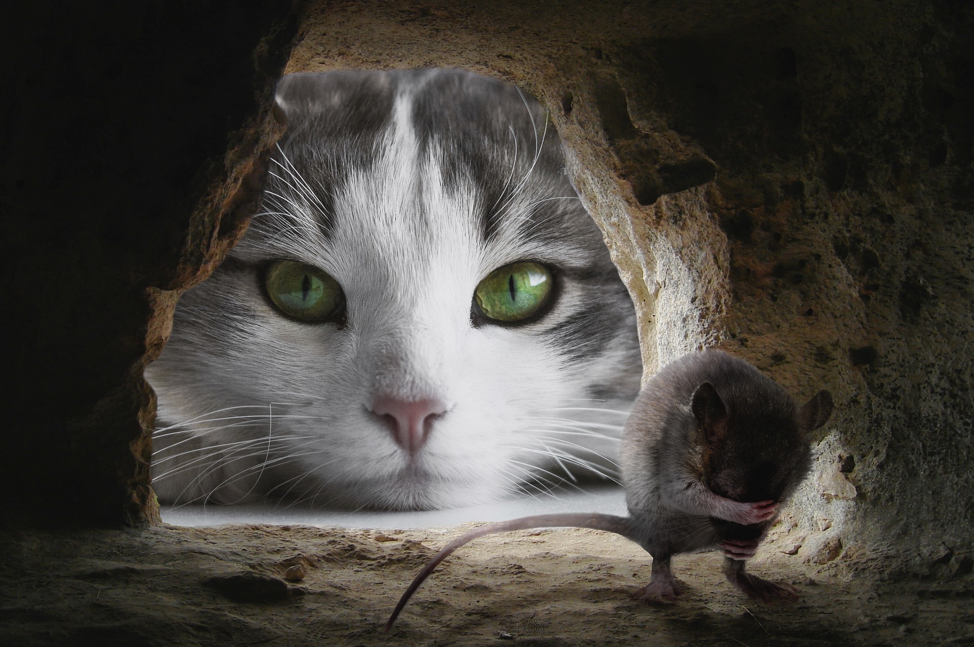 Karnataka police station deploys cats to tackle rat infestation