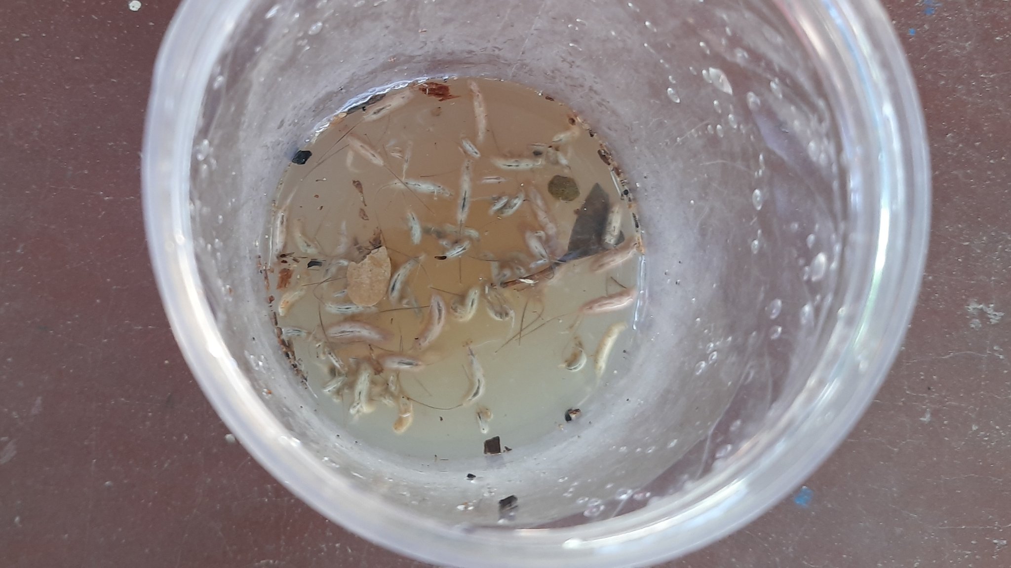 Worms present inside the cup of water