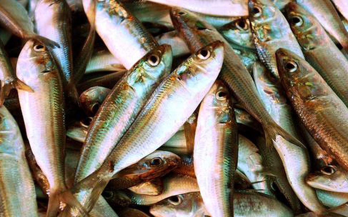 Indian oil sardine catch falls 75 percent in an year. (Image: CMFRI)