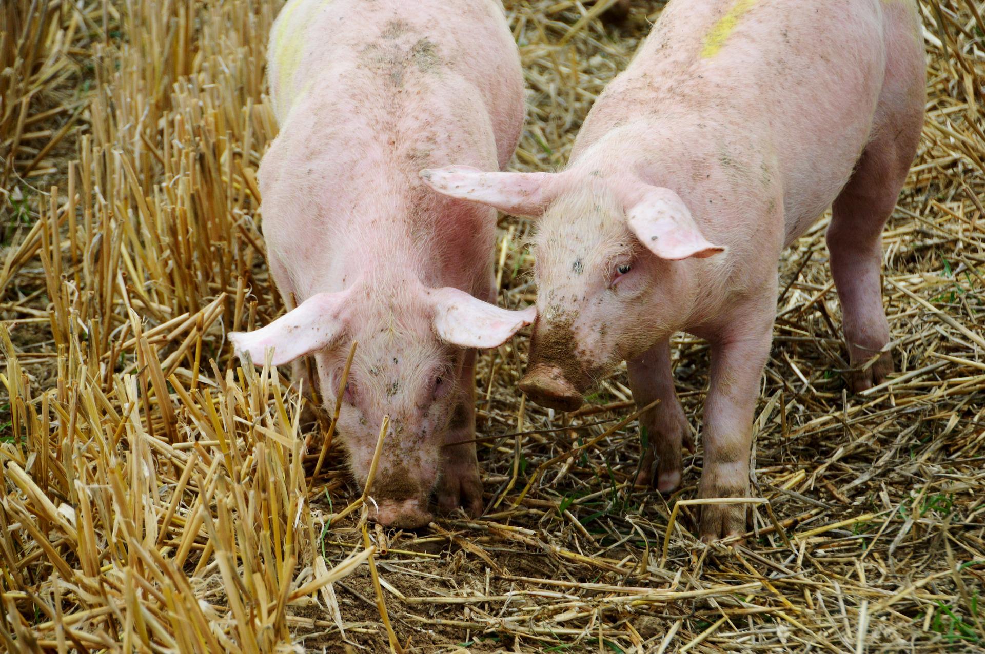 African Swine Fever