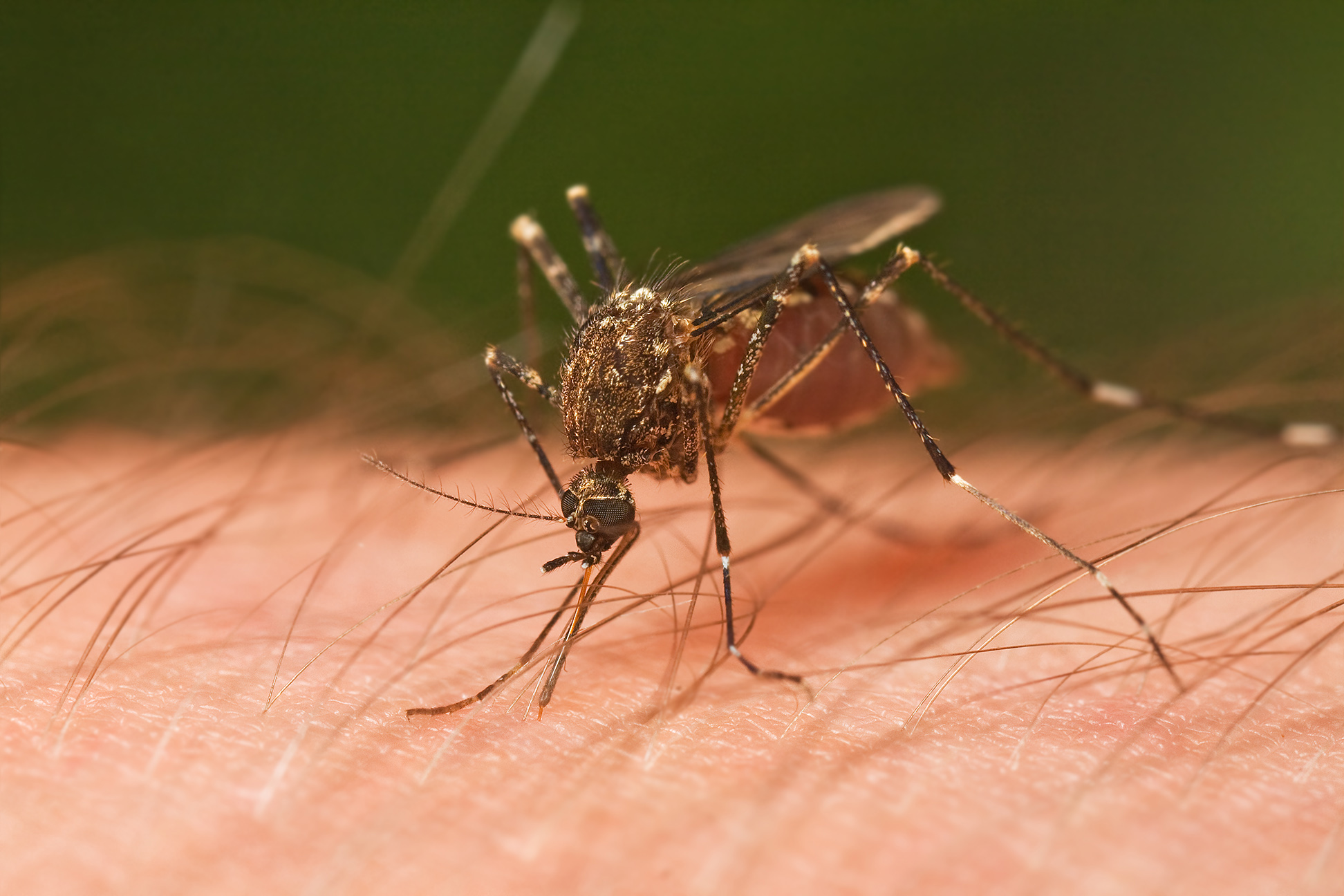 As Dengue cases in Karnataka rises, prices of tests capped