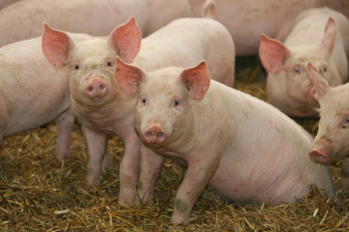 Kerala to cull 300 pigs detected with African Swine Fever in Wayanad. (Creative Common)