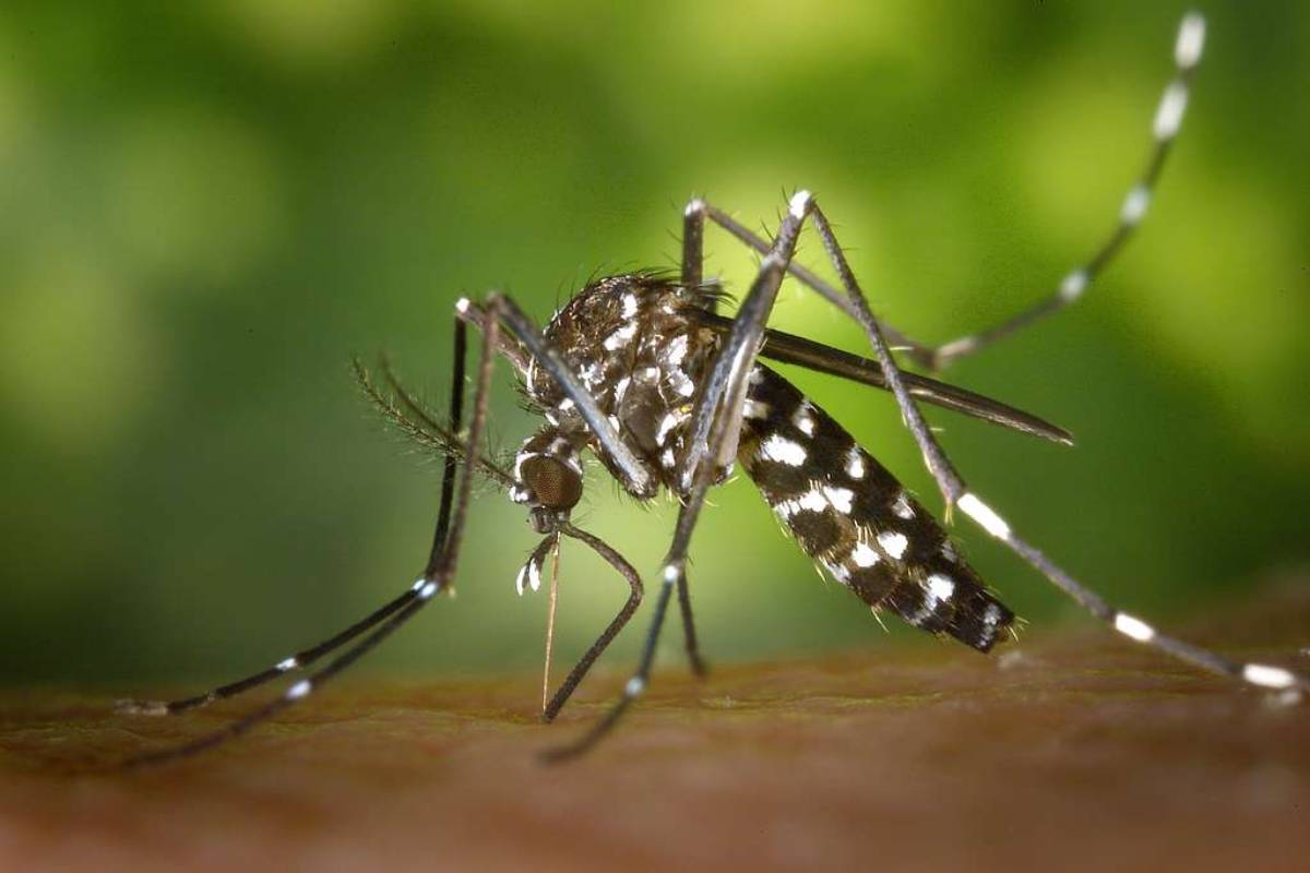 Zika virus, a vector-borne disease, was reported in several Indian states, including Telangana and Kerala. (Wikimedia Commons)