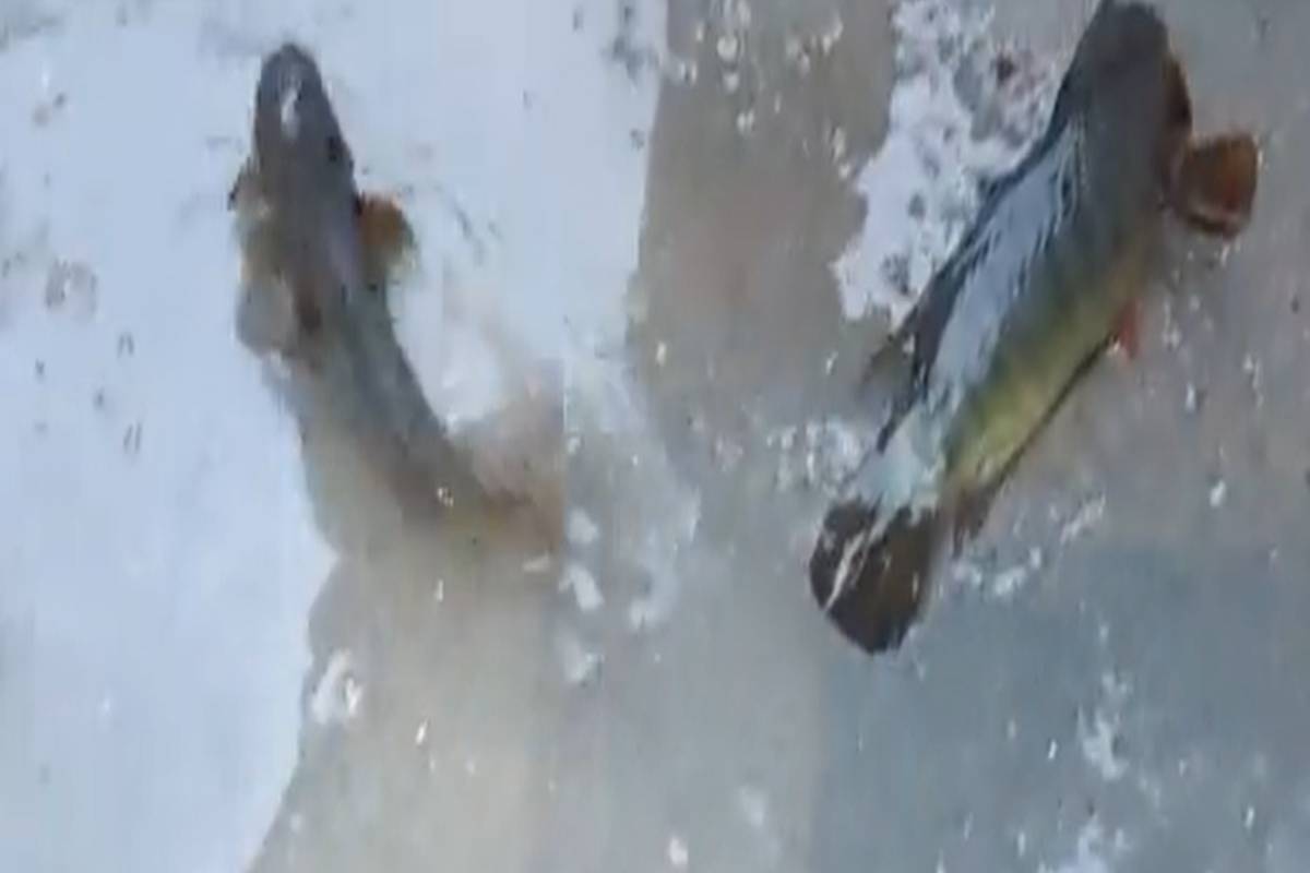 Rain of fish
