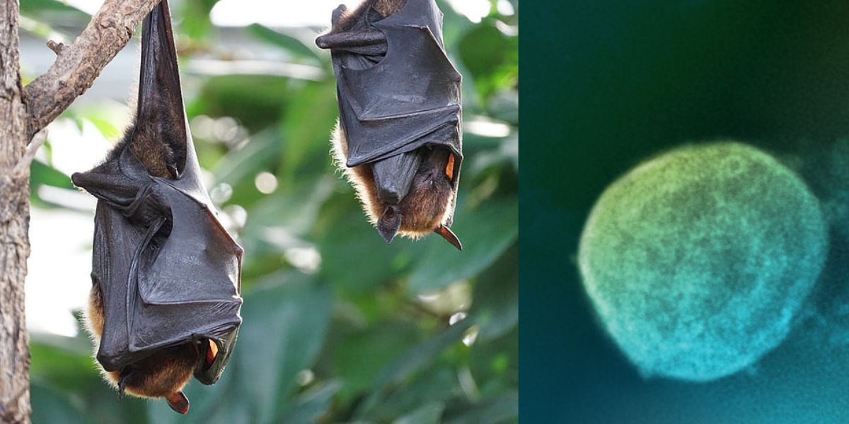 Nipah virus