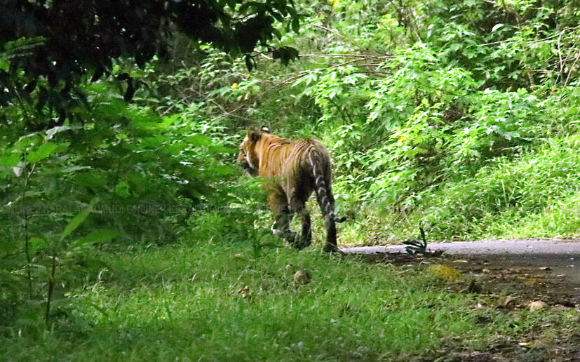 Tiger in Gavi