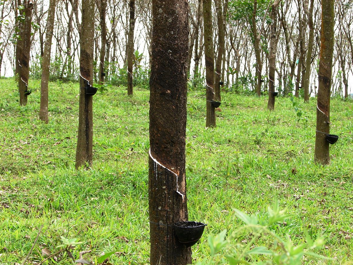 Kerala producers say Rubber Board of India partisan to tyre manufacturers