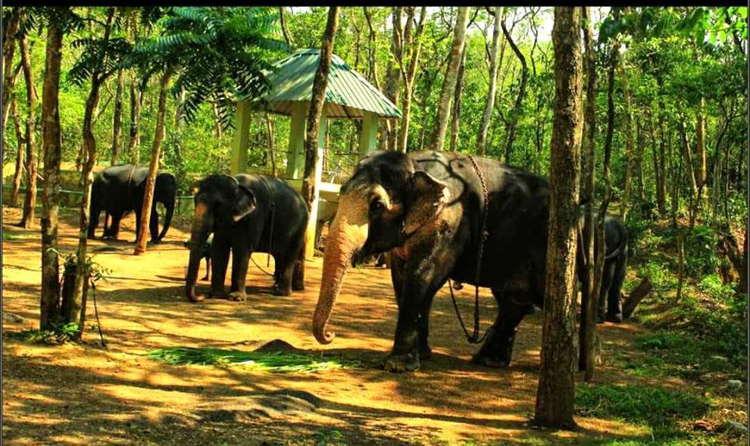 Elephant retirement camp