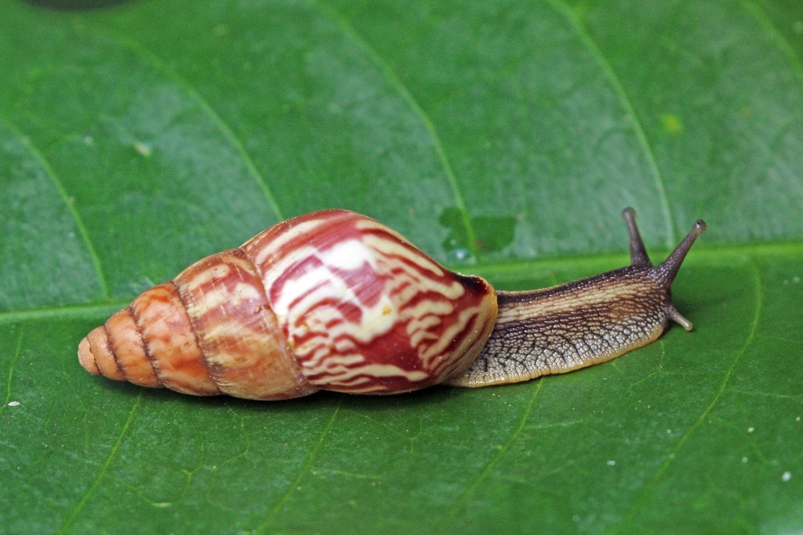 Giant African land snail (Achatina fulica)