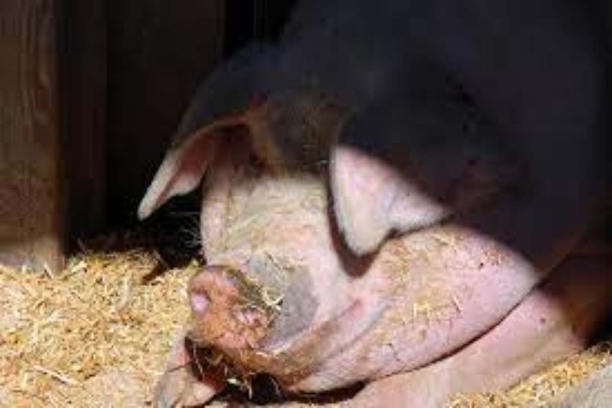 Pig