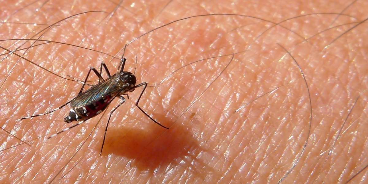 Mosquito