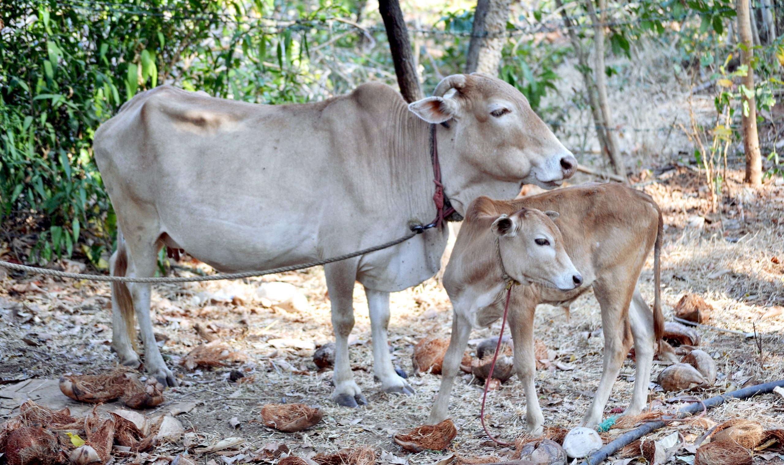 Vechur_Cow