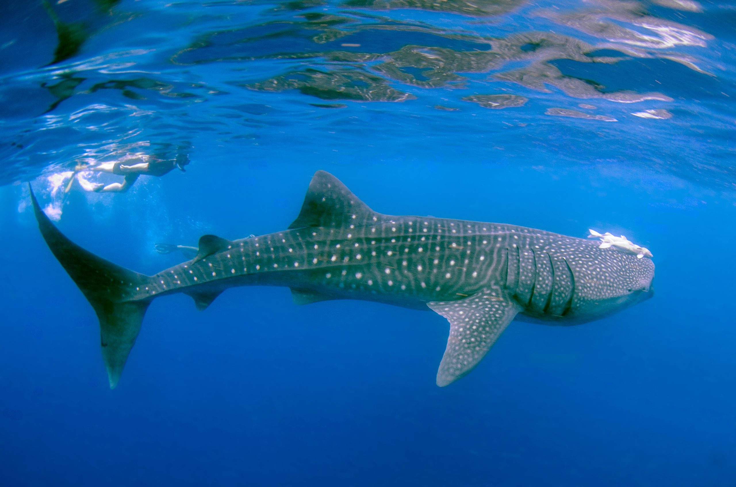 Whale Shark