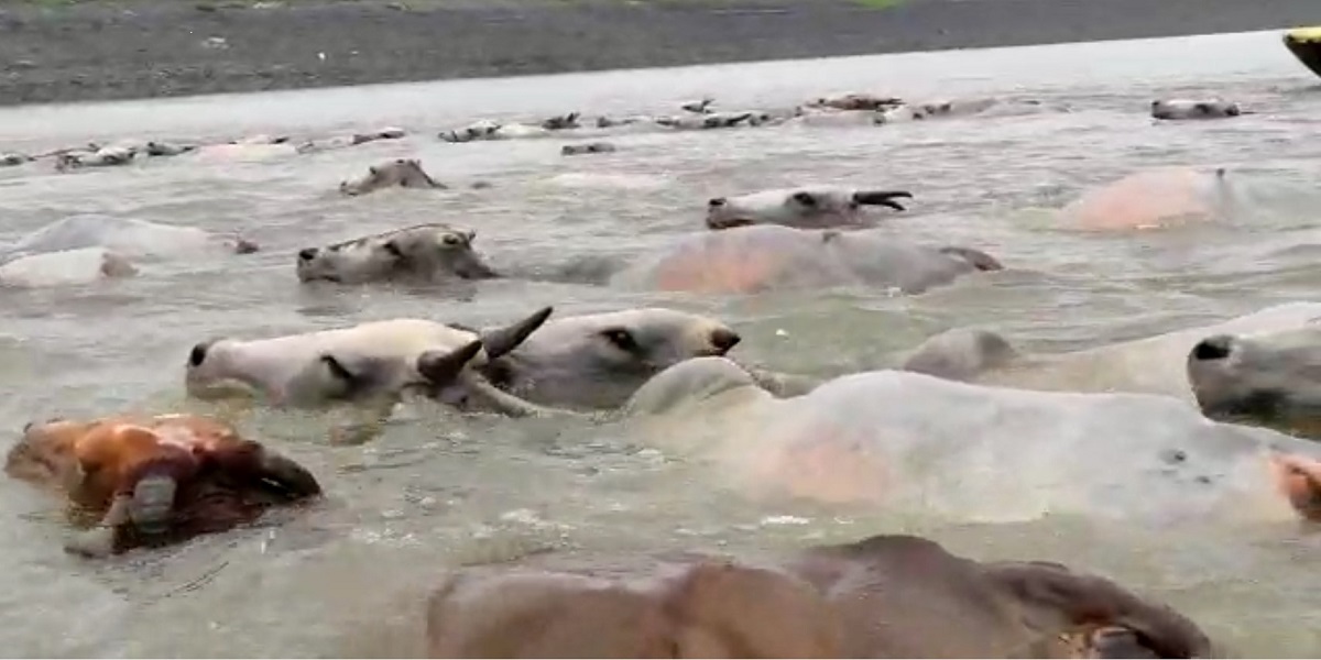 Cows getting washed away in Velugodu reservoir waters. (Supplied)
