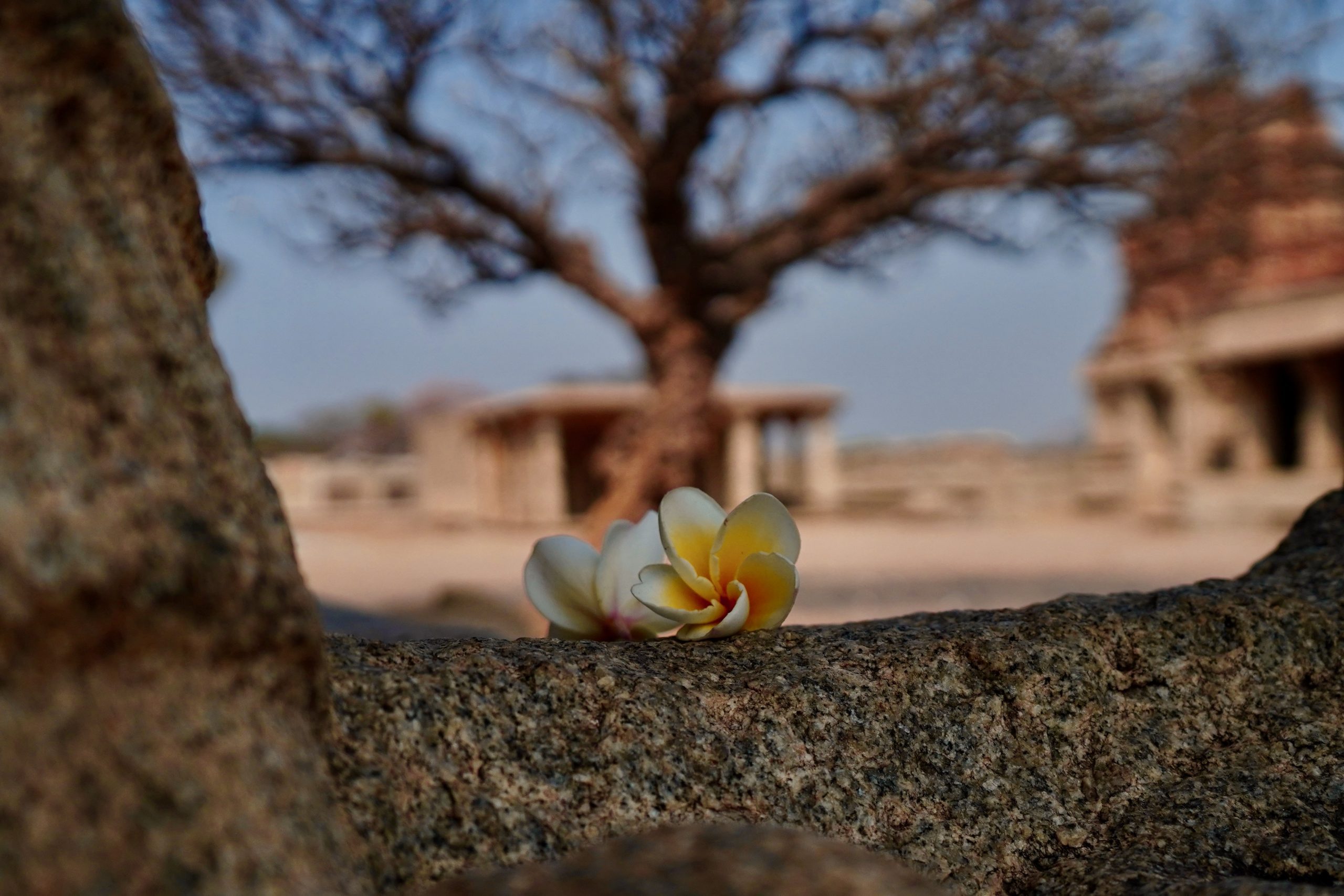 Given a beautiful site, heritage photography appears to be easy but it has its share of challenges (Manoj Arora)