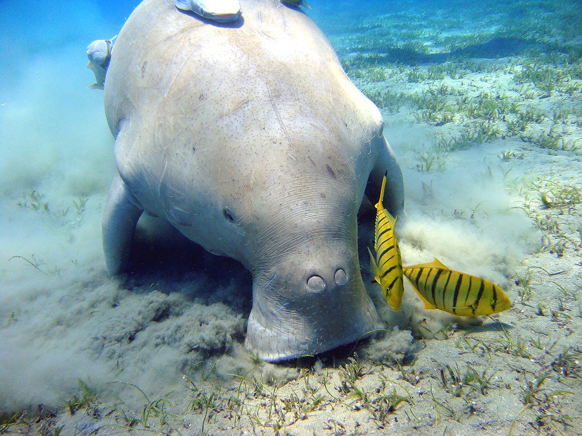 Dugong conservation reserve in Palk Bay