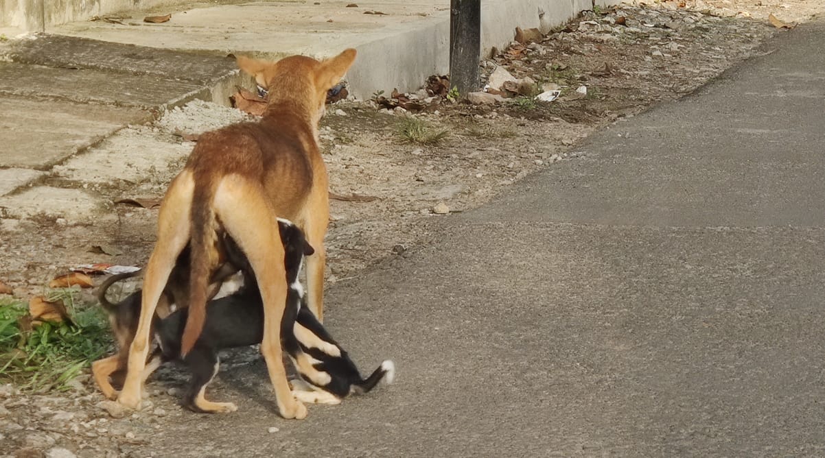 Stray Dog Finds Home with Uttara Kannada SP After Losing Family in Landslide