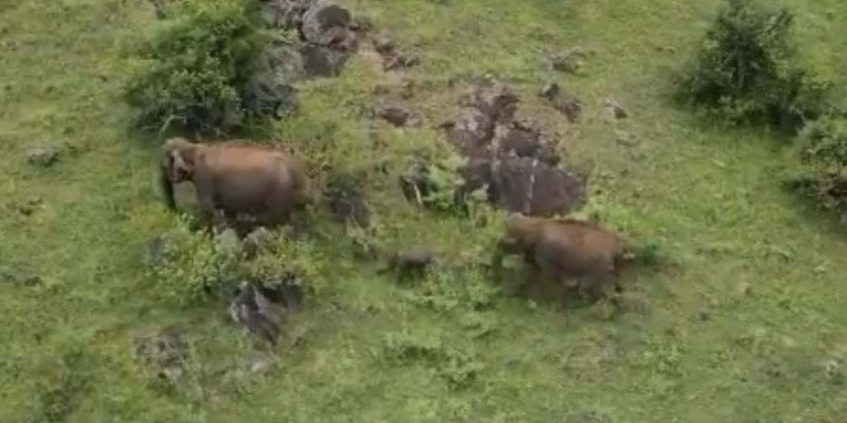 Lost elephant calf reunited with its herd. (South First)