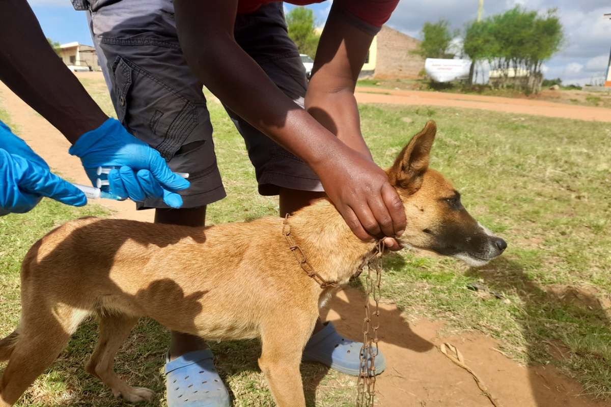 Whistleblower allegations reveal severe animal abuse at Telangana testing lab