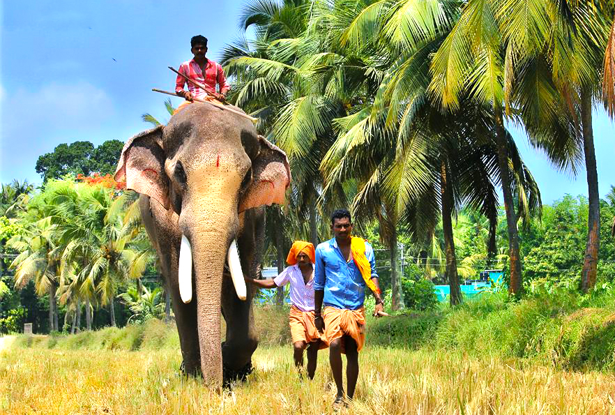 Thechikottukavu Ramachandran during his halcyon days. (Supplied)