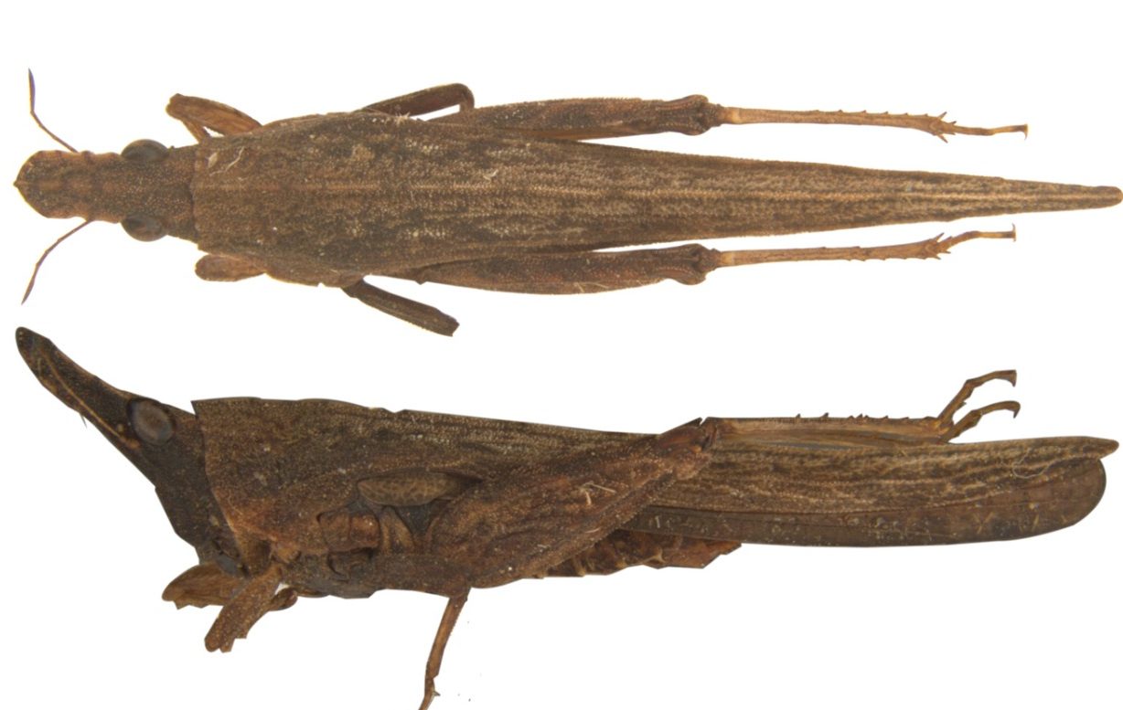 Dravidacris Annamalaica 3