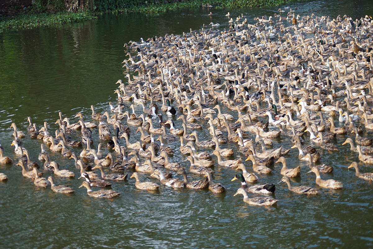 Bird flu in India