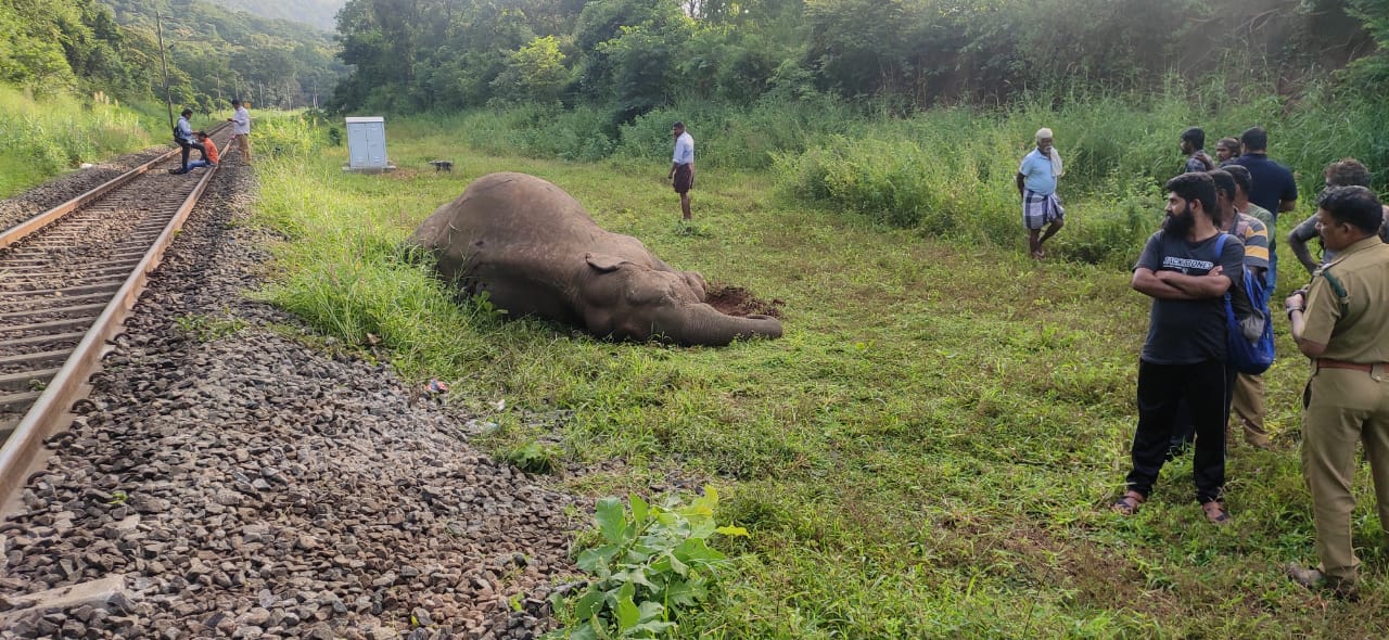 elephant
