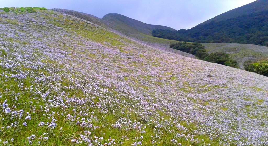 Bloom neelakurinji