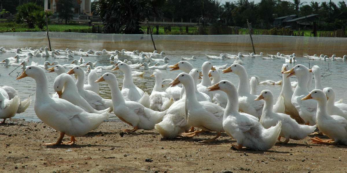 Bird Flu