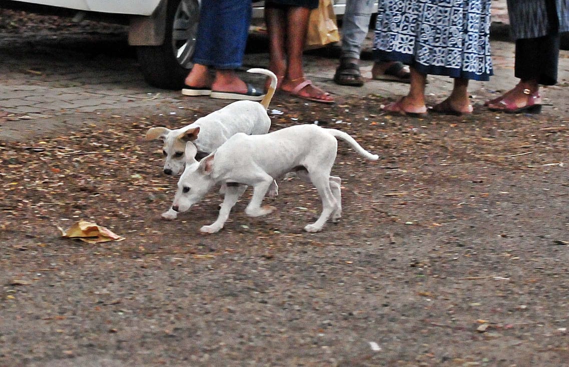 Kerala's month-long drive to vaccinate an estimated 2.8 lakh stray dogs has been a major failure.