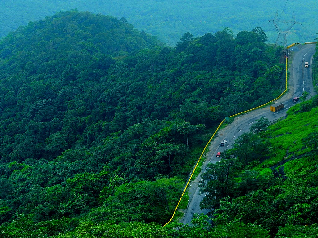 Wayanad forests.