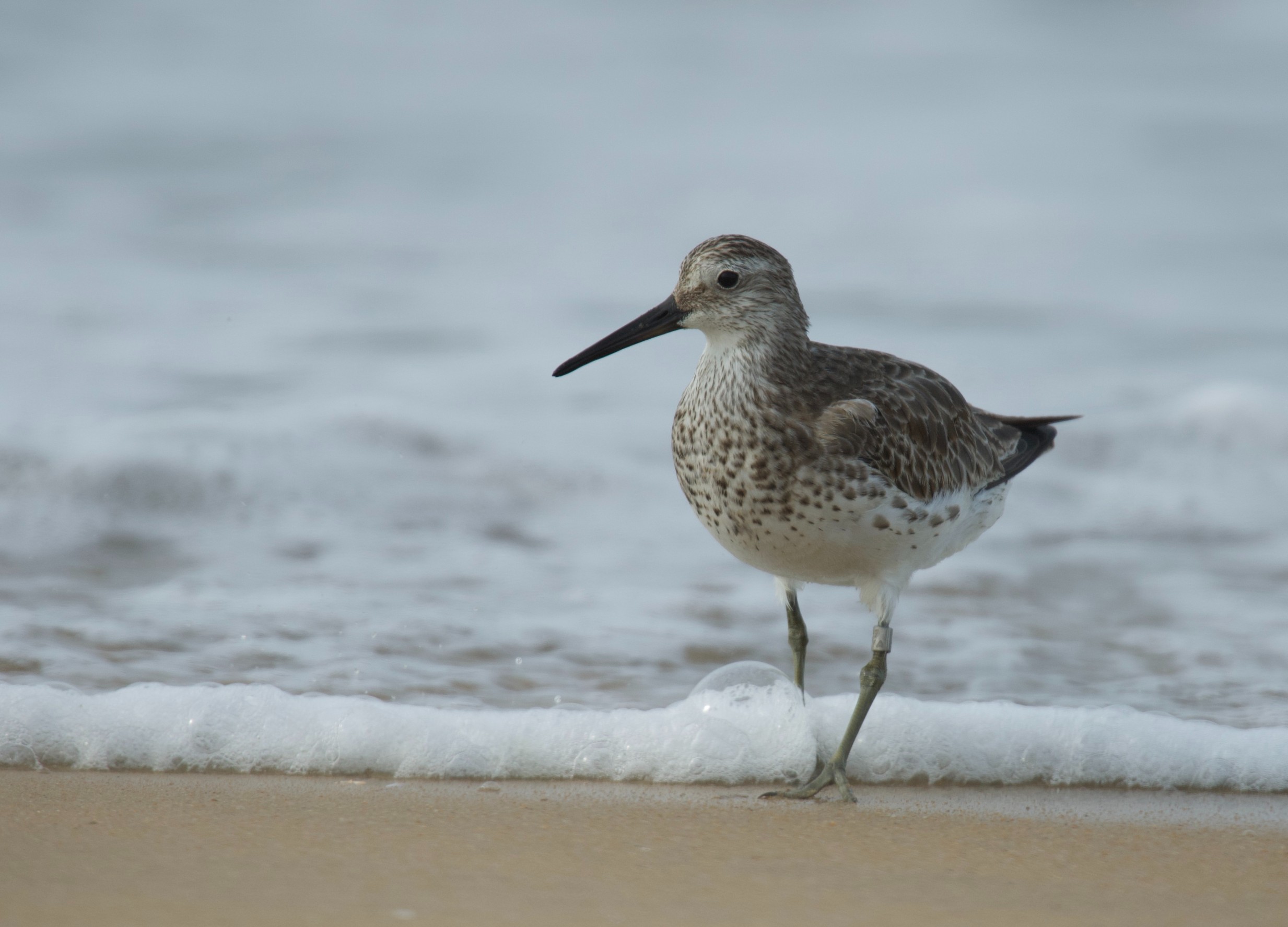 The great knot, a migratory small wader bird, was tagged at the at the Khairusova-Belogolovaya estuary on the western coast of Russia's Kamchatka peninsula on 12 August. It was spotted in Chavakkad on 15 November. (Dr Kalesh Sadasivan)