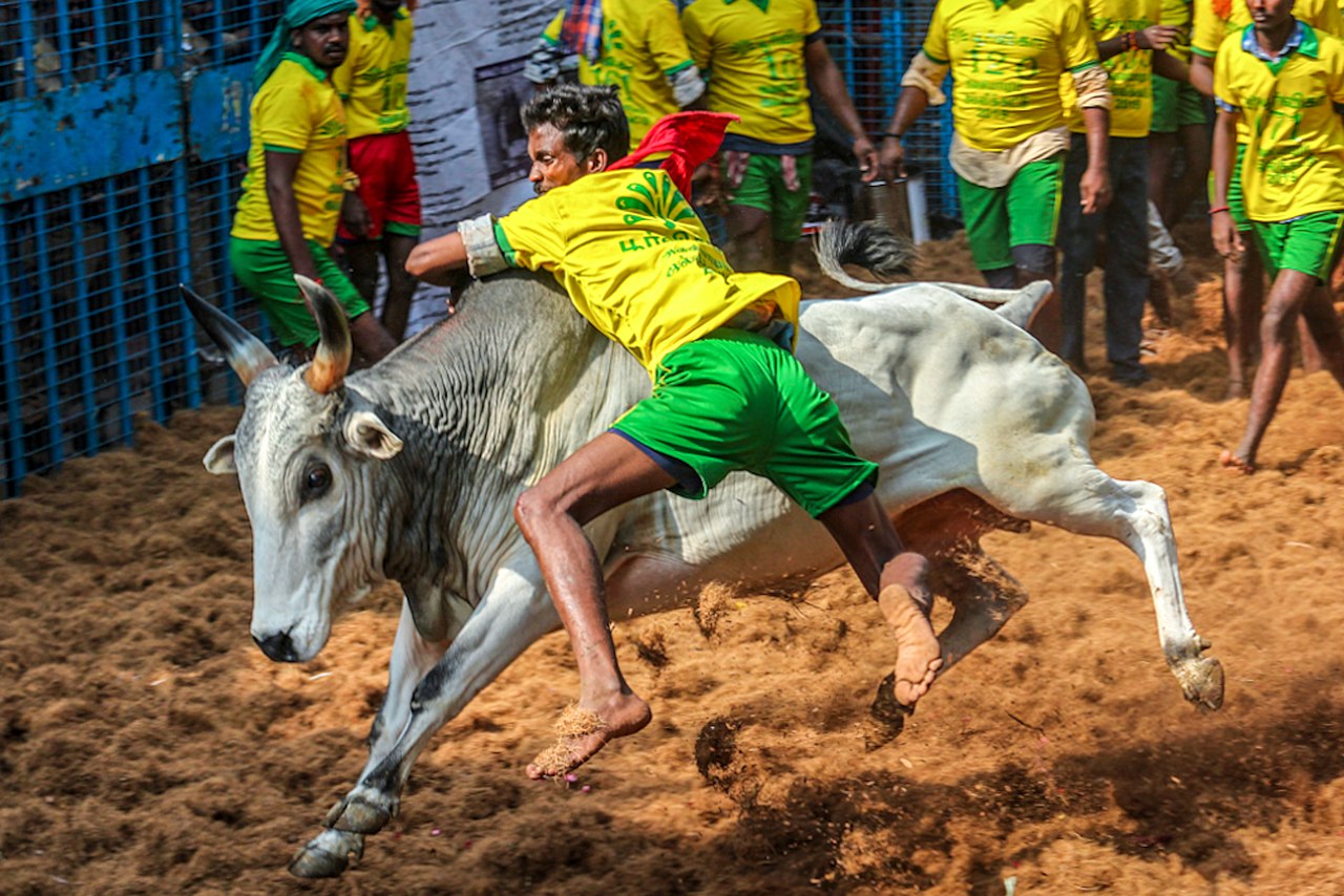 Jallikattu