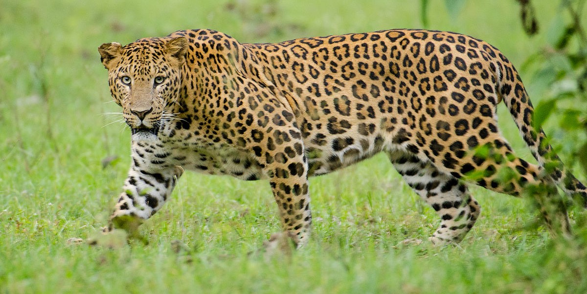 Leopard. Representative image. (Creative Commons)