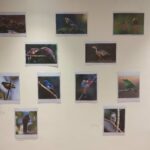 Birds pictures display at the book launh.