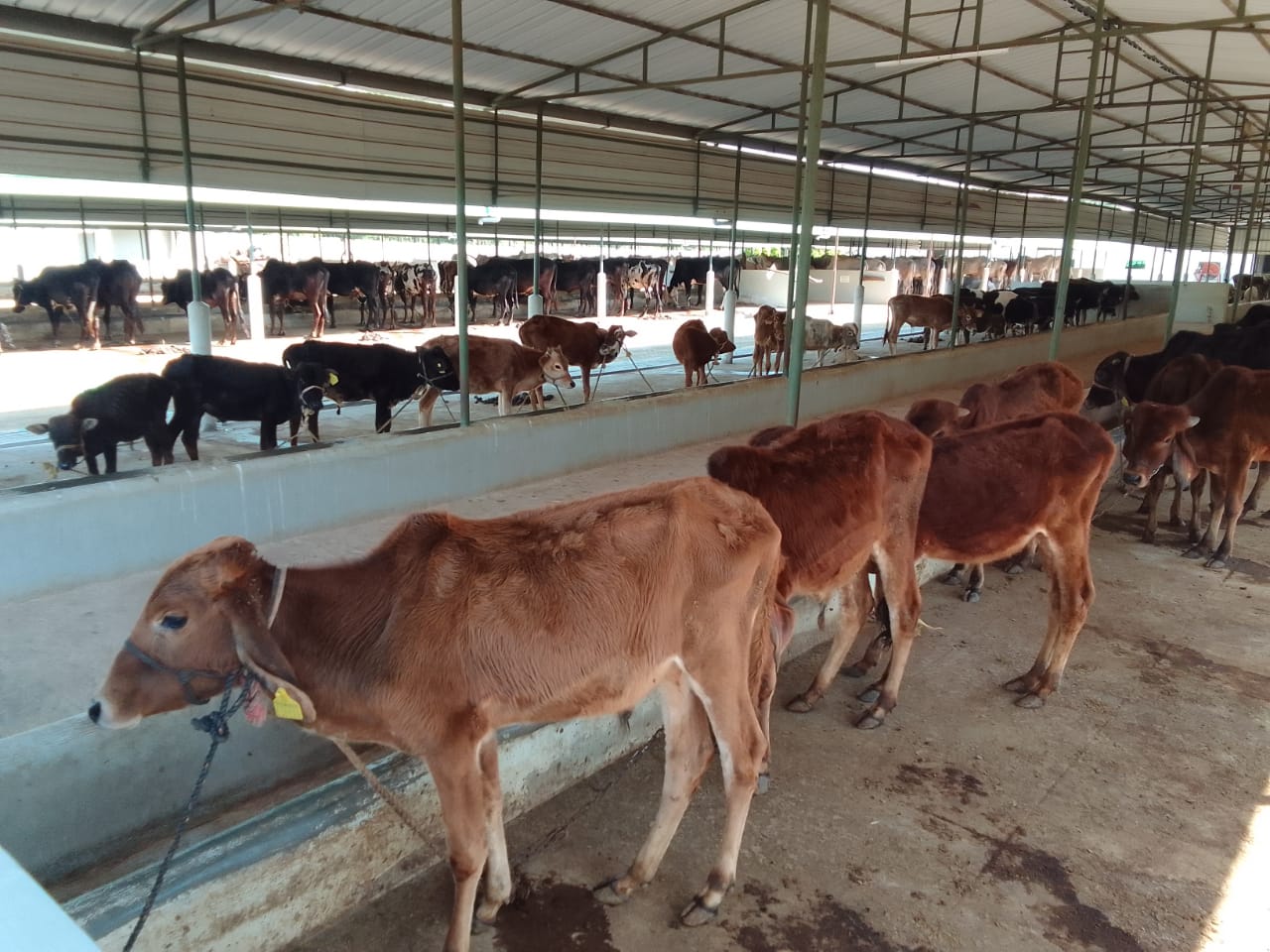 Cattle at a goshala