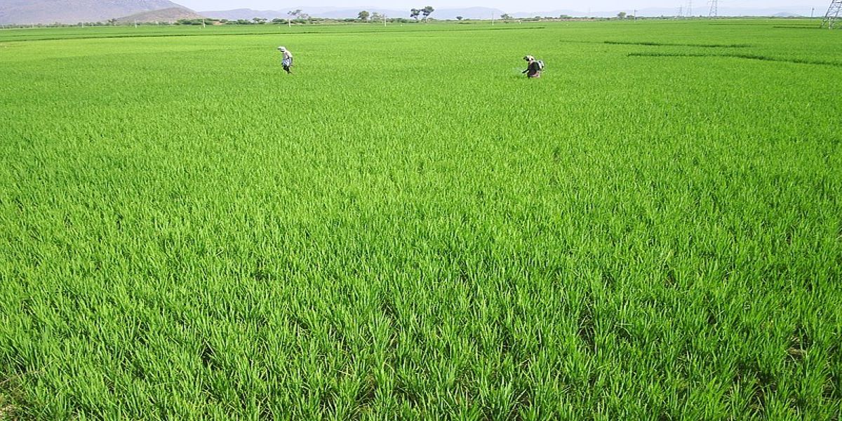 Agriculture field in Andhra