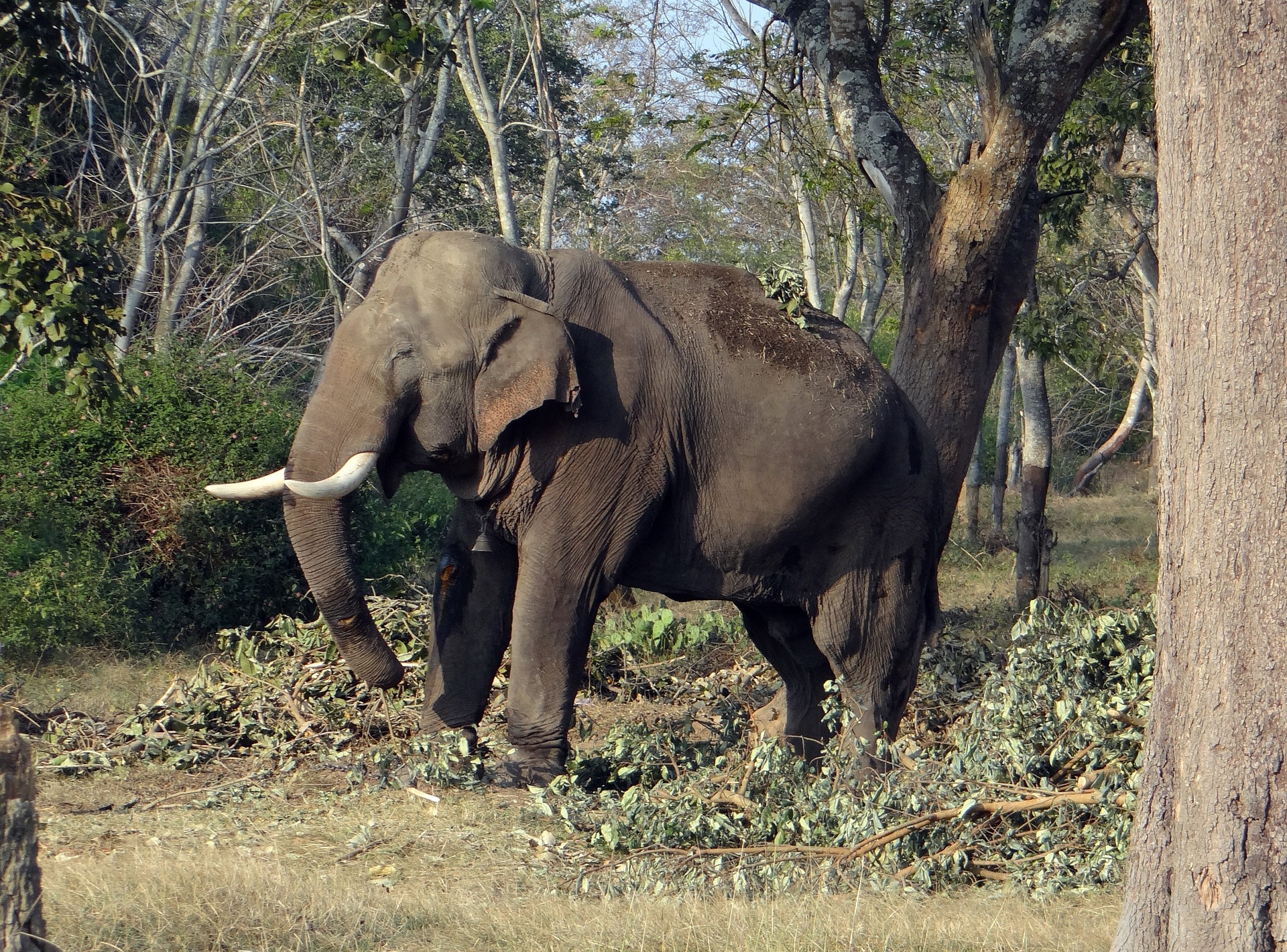 A forest official was injured, and two vehicles were damaged in an elephant attack near Malappuram