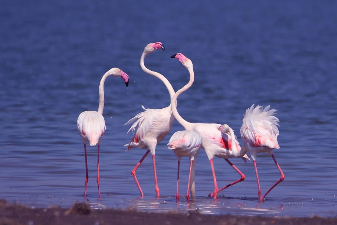 Flamingoes are the most attractive and sought after bird in the backwaters of Almatti Dam. (Pic - Raju Davalagi)