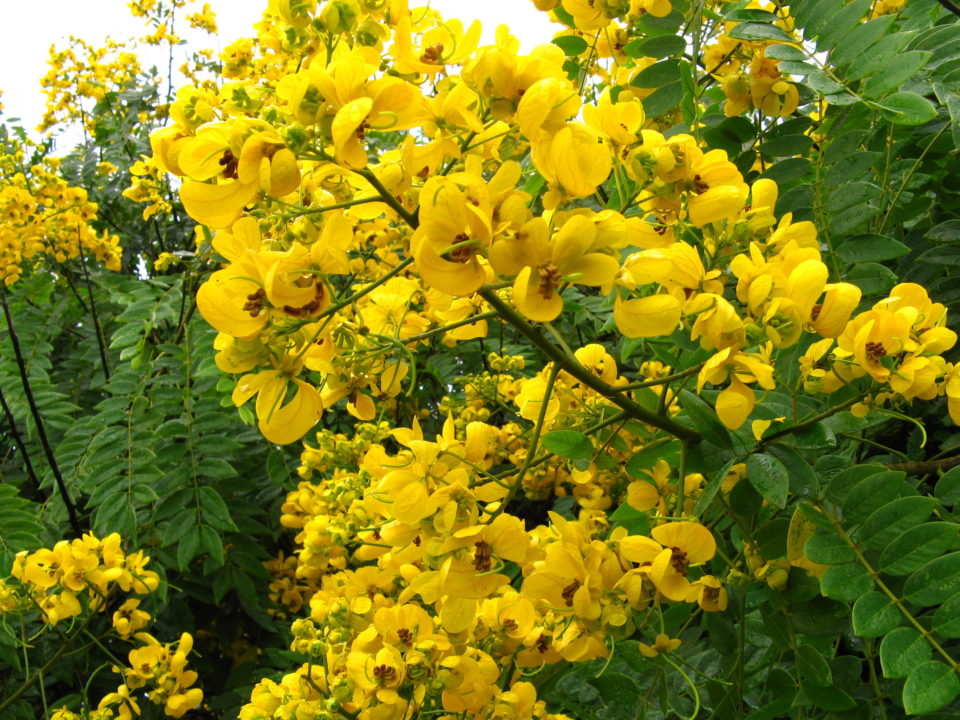 flowered