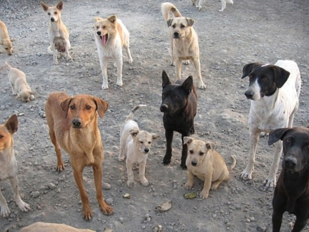stray dogs