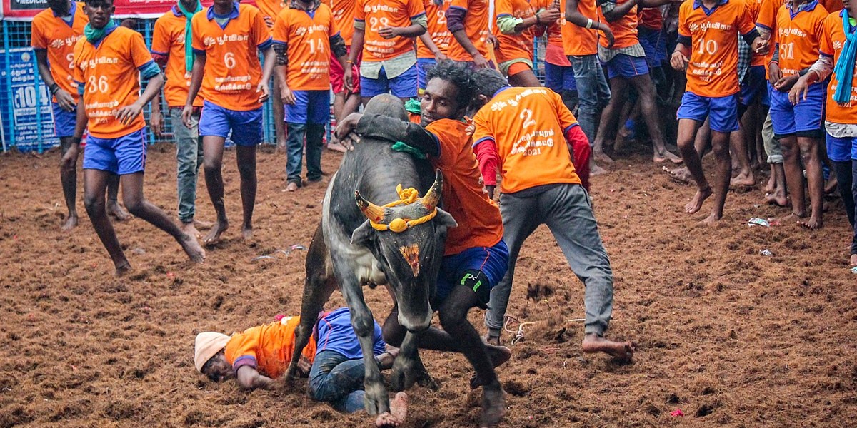 Jallikattu