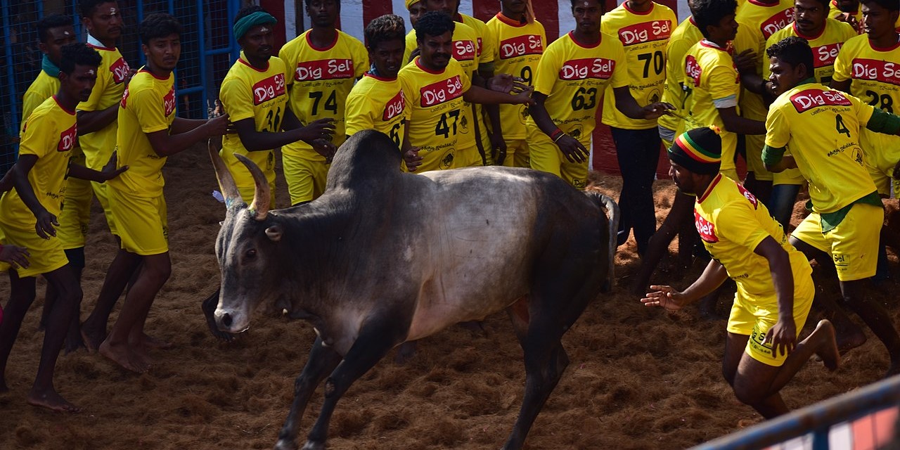 Jallikattu in Tamil Nadu. (Creative Commons)