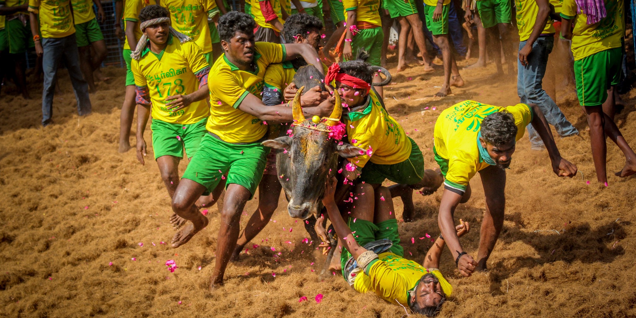 Jallikattu in Tamil Nadu. (Wikimedia Commons)