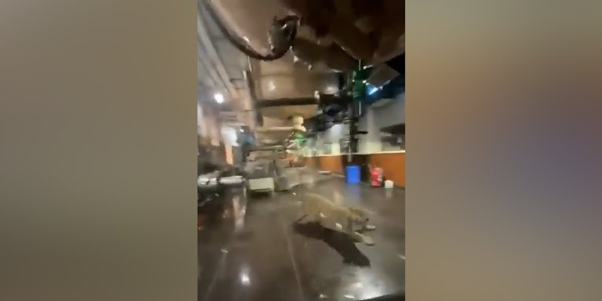 Leopard strays