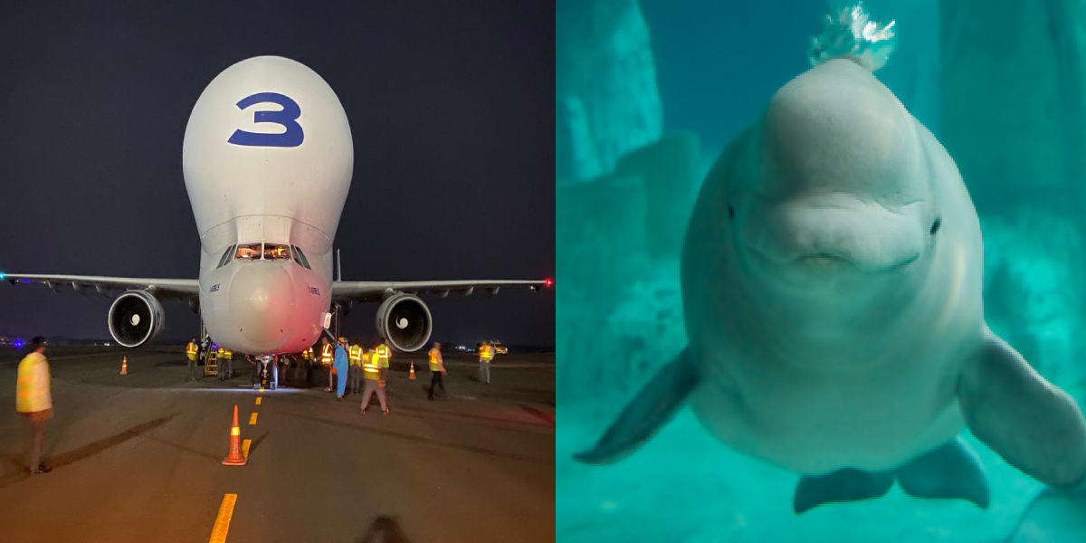 Whale-Shaped Beluga