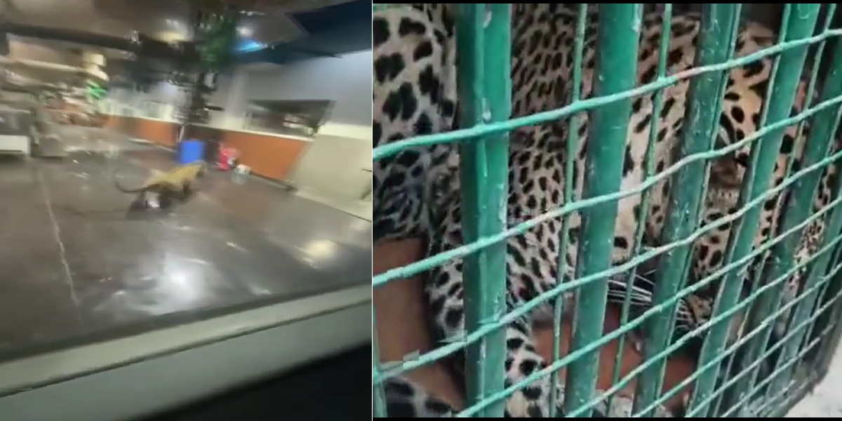 Telangana leopard entered hetero pharma factory on 16 December.