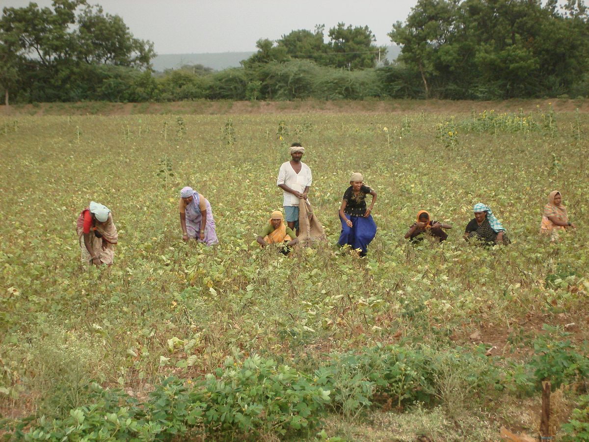 Telangana tenant farmers