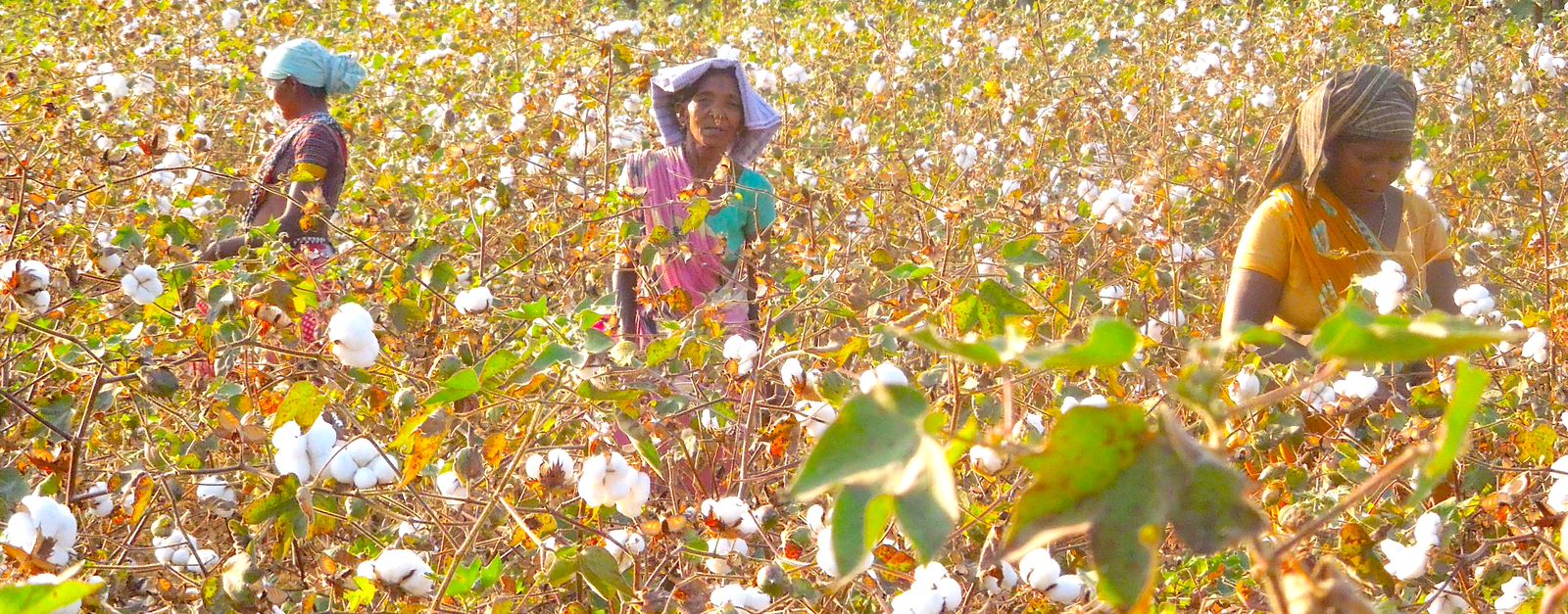 Women in Raddis cotton farm in Manyam district