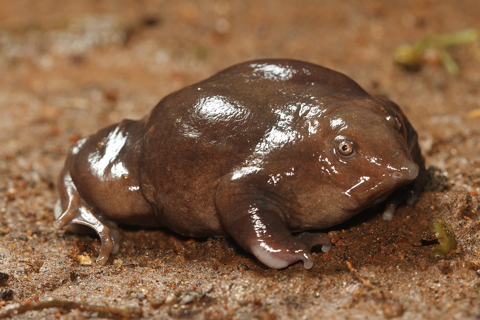 Purple frog which lost ithe race to become Kerala's official frog. Photo: David Raju.